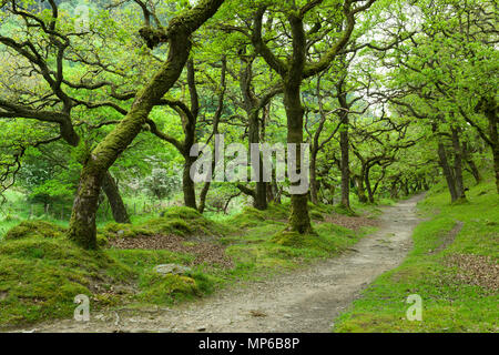 Chênes sessiles dans Badgworthy dans le bois Doone Valley près de Malmsmead dans Exmoor National Park, Devon, Angleterre. Banque D'Images