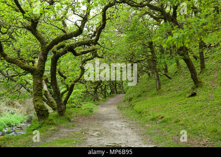 Chênes sessiles dans Badgworthy dans le bois Doone Valley près de Malmsmead dans Exmoor National Park, Devon, Angleterre. Banque D'Images