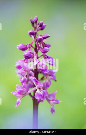 Early Purple Orchid : Orchis mascula. Surrey, UK. Banque D'Images