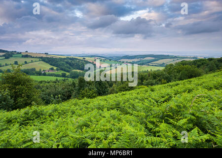 Vue depuis la colline de Cothelstone sur les collines de Quantock vers le canal de Bristol. Cothelstone, Somerset, Angleterre. Banque D'Images