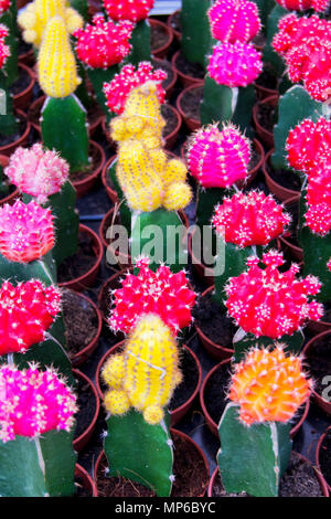 Soft focus de couleur de Gymnocalycium mihanovichii, souvent appelé chin cactus, en ferme pour la vente - Cactaceae, Caryophyllales Banque D'Images