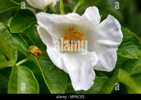 Wild Rose, ramanas rose (Rosa rugosa Alba) fleurit et remplit l'air avec le parfum tout au long de l'été Banque D'Images