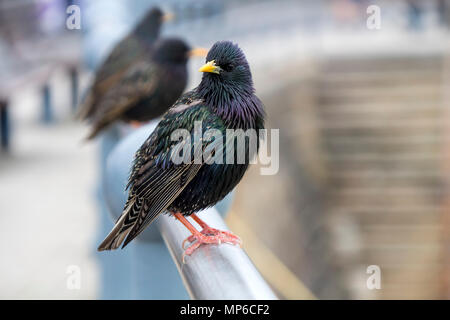 Étourneau sansonnet (Sturnus vulgaris) Perché sur une main courante en milieu urbain, UK Banque D'Images