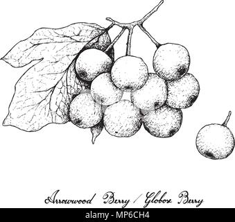 Petits fruits, Illustration croquis à main de petits fruits ou baies globuleuses Arrowwood isolé sur fond blanc. Illustration de Vecteur