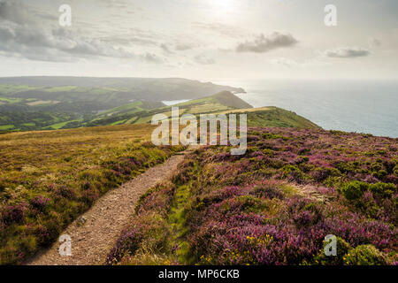 Vue le long de la South West Coast Path de Great Hangman à Combe Martin à la fin de l'été dans le parc national d'Exmoor, North Devon. Banque D'Images