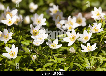 Astarté Anémone Anémone des bois (Anemone nemorosa), au printemps, de belles fleurs blanches, rideau blanc des fleurs fraîches. Grand ressort. Mai de la jeunesse. Caillot printemps Banque D'Images