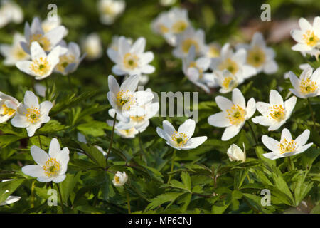 Astarté Anémone Anémone des bois (Anemone nemorosa), au printemps, de belles fleurs blanches, rideau blanc des fleurs fraîches. Grand ressort. Mai de la jeunesse. Caillot printemps Banque D'Images
