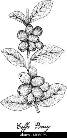 Fruits tropicaux, illustration du croquis à main Ripe Baies de café ou de Coffea Arabica fruits sur la branche d'arbre isolé sur fond blanc. Utilisé pour M Illustration de Vecteur