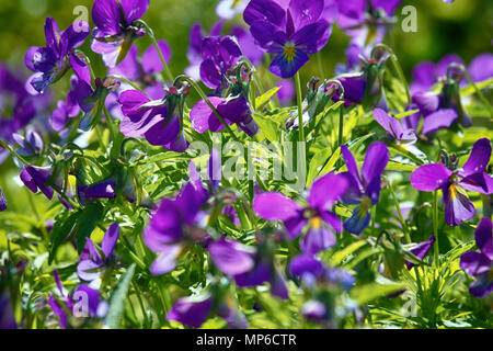Marine bleu violet (Viola odorata maritima) au milieu de l'été fleurissent en masse. Les îles du golfe de Finlande, mer Baltique Banque D'Images