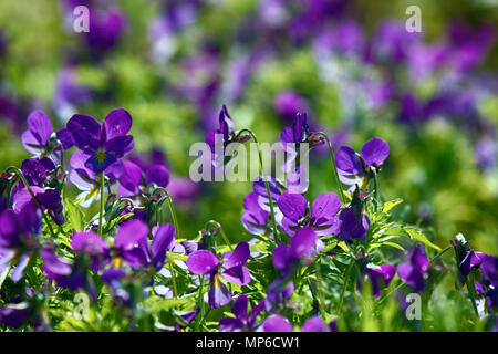 Marine bleu violet (Viola odorata maritima) au milieu de l'été fleurissent en masse. Les îles du golfe de Finlande, mer Baltique Banque D'Images
