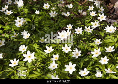 Astarté Anémone Anémone des bois (Anemone nemorosa), au printemps, de belles fleurs blanches, rideau blanc des fleurs fraîches. Grand ressort. Mai de la jeunesse. Caillot printemps Banque D'Images