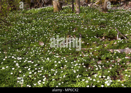 Astarté Anémone Anémone des bois (Anemone nemorosa), au printemps, de belles fleurs blanches, rideau blanc des fleurs fraîches. Grand ressort. Mai de la jeunesse. Caillot printemps Banque D'Images