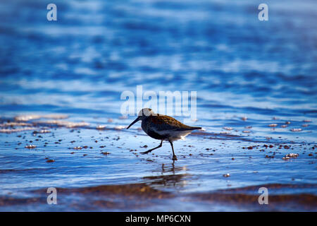 Le Bécasseau variable (Calidris alpina) nourris à bord de l'eau sur plage de sable Banque D'Images