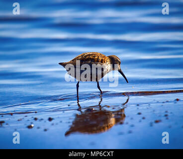 Le Bécasseau variable (Calidris alpina) nourris à bord de l'eau sur plage de sable Banque D'Images
