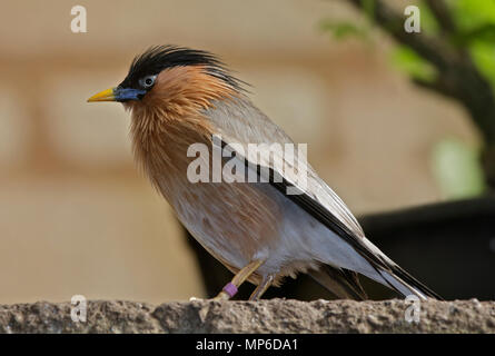 Starling pagode (sturnia pagodarum) également connu sous le nom de Myna et Myna Brahminy Pagode Banque D'Images