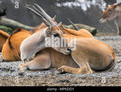 Sud africaine commune éland antilope ou taurotragus oryx Banque D'Images