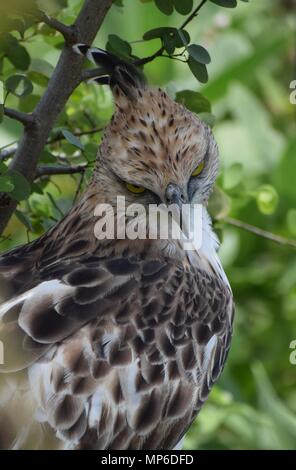 Crested eagle Hawk-caméra regardant Banque D'Images