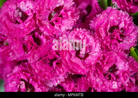 Fleurs oeillet rose Banque D'Images