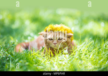 Petit Chaton rouge couronné de la guirlande fleurs de pissenlit sur pelouse verte Banque D'Images