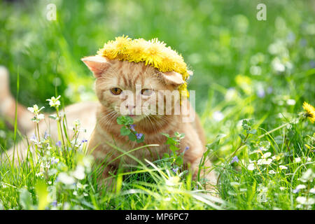 Petit Chaton rouge couronné de la guirlande fleurs de pissenlit sur pelouse verte Banque D'Images