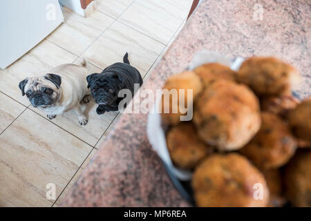 Couple de chiens carlin noir et blanc à la viande avec intérêt la balle sur la table. L'attente pour l'alimentation Banque D'Images