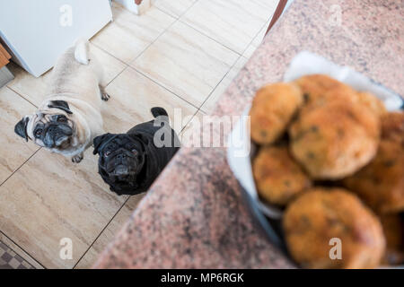 Couple de chiens carlin noir et blanc à la viande avec intérêt la balle sur la table. L'attente pour l'alimentation Banque D'Images