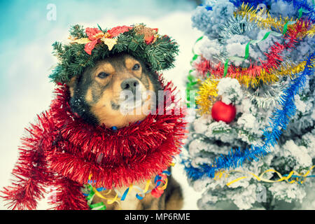 Portrait d'un chien pris dans les guirlandes colorées et wearing Christmas wreath Banque D'Images