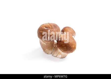 Récolté à l'automne étonnant triple champignon comestible boletus edulis (cèpes) connu sous le nom de champignons porcini isolé sur fond blanc. Banque D'Images