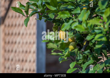 Londres, Royaume-Uni. 21 mai 2018. Le Jardin de citronniers - Appuyez sur jour à la RHS Chelsea Flower Show au Royal Hospital, Chelsea. Crédit : Guy Bell/Alamy Live News Banque D'Images