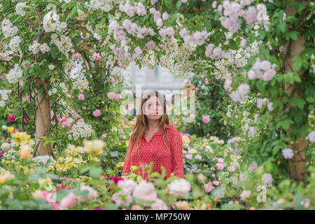 Londres, Royaume-Uni. 21 mai 2018. Le David Austin stand - Appuyez sur jour à la RHS Chelsea Flower Show au Royal Hospital, Chelsea. Crédit : Guy Bell/Alamy Live News Banque D'Images