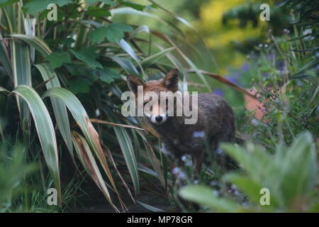 Luton, Bedfordshire 21 mai 2018 UK la faune. Un milieu urbain Fox cherche de la nourriture au cours d'une soirée dans un doux jardin Luton, Bedfordshire, Royaume-Uni Banque D'Images