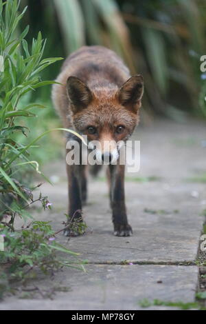 Luton, Bedfordshire 21 mai 2018 UK la faune. Un milieu urbain Fox cherche de la nourriture au cours d'une soirée dans un doux jardin Luton, Bedfordshire, Royaume-Uni Banque D'Images