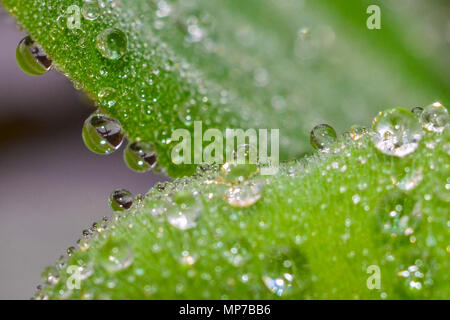 Nannin, Nannin, Chine. 22 mai, 2018. Nanning, Chine- Feuilles de Lotus de rosée après la pluie à Nanning, Guangxi du sud-ouest de la Chine. Crédit : SIPA Asie/ZUMA/Alamy Fil Live News Banque D'Images