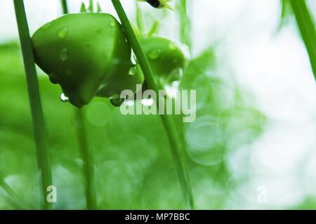 Nannin, Nannin, Chine. 22 mai, 2018. Nanning, Chine- fleurs de lotus de rosée après la pluie à Nanning, Guangxi du sud-ouest de la Chine. Crédit : SIPA Asie/ZUMA/Alamy Fil Live News Banque D'Images