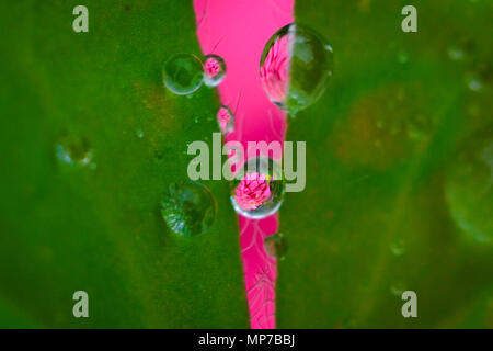 Nannin, Nannin, Chine. 22 mai, 2018. Nanning, Chine- Feuilles de Lotus de rosée après la pluie à Nanning, Guangxi du sud-ouest de la Chine. Crédit : SIPA Asie/ZUMA/Alamy Fil Live News Banque D'Images