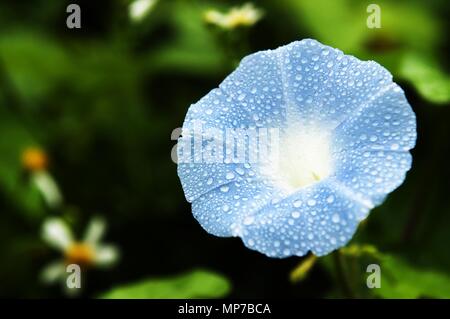 Nannin, Nannin, Chine. 22 mai, 2018. Nanning, Chine- morning glory fleurs de rosée après la pluie à Nanning, Guangxi du sud-ouest de la Chine. Crédit : SIPA Asie/ZUMA/Alamy Fil Live News Banque D'Images