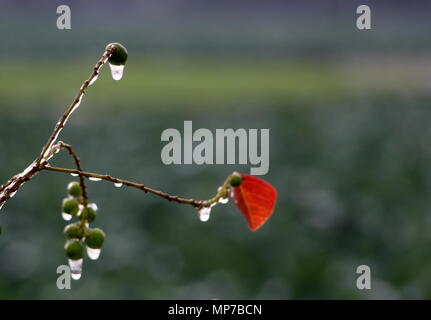 Nannin, Nannin, Chine. 22 mai, 2018. Nanning, CHINE-paysage après la pluie à Nanning, Guangxi du sud-ouest de la Chine. Crédit : SIPA Asie/ZUMA/Alamy Fil Live News Banque D'Images