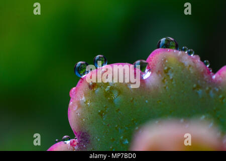 Nannin, Nannin, Chine. 22 mai, 2018. Nanning, Chine- une fleur de rosée après la pluie à Nanning, Guangxi du sud-ouest de la Chine. Crédit : SIPA Asie/ZUMA/Alamy Fil Live News Banque D'Images