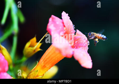 Nannin, Nannin, Chine. 22 mai, 2018. Nanning, Chine- une fleur de rosée après la pluie à Nanning, Guangxi du sud-ouest de la Chine. Crédit : SIPA Asie/ZUMA/Alamy Fil Live News Banque D'Images