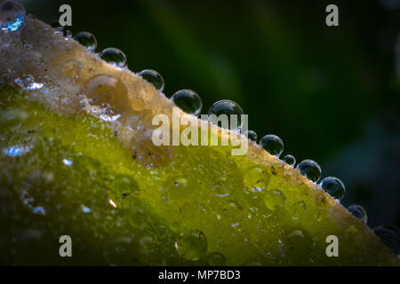 Nannin, Nannin, Chine. 22 mai, 2018. Nanning, Chine- Feuilles de Lotus de rosée après la pluie à Nanning, Guangxi du sud-ouest de la Chine. Crédit : SIPA Asie/ZUMA/Alamy Fil Live News Banque D'Images