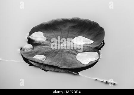 Nannin, Nannin, Chine. 22 mai, 2018. Nanning, Chine- Feuilles de Lotus de rosée après la pluie à Nanning, Guangxi du sud-ouest de la Chine. Crédit : SIPA Asie/ZUMA/Alamy Fil Live News Banque D'Images