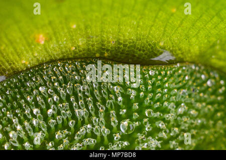 Nannin, Nannin, Chine. 22 mai, 2018. Nanning, CHINE-plante de rosée après la pluie à Nanning, Guangxi du sud-ouest de la Chine. Crédit : SIPA Asie/ZUMA/Alamy Fil Live News Banque D'Images