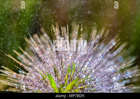 Nannin, Nannin, Chine. 22 mai, 2018. Nanning, CHINE-plante de rosée après la pluie à Nanning, Guangxi du sud-ouest de la Chine. Crédit : SIPA Asie/ZUMA/Alamy Fil Live News Banque D'Images