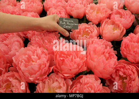 Londres, Grande-Bretagne. 21 mai, 2018. Les fleurs sont à l'affiche au RHS Chelsea Flower Show qui a eu lieu dans l'enceinte de l'Hôpital Royal de Chelsea à Londres, Grande-Bretagne, le 21 mai 2018. La Chelsea Flower Show, autrement connu comme le Grand Salon du printemps et détenus par la Royal Horticultural Society (RHS), est le plus grand jardin de fleurs et de paysage au Royaume-Uni. Crédit : Tim Irlande/Xinhua/Alamy Live News Banque D'Images