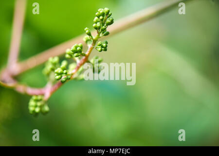 Les jeunes pousses de vigne avec grappe de raisins. Close up of young des grappes de raisin. Beaucoup d'espace pour copier du texte. Banque D'Images