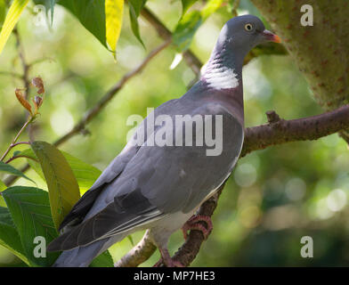 Un adulte se percher Woodpigeon dans un cerisier en fleurs à la recherche de nourriture dans un jardin en Alsager Cheshire England Royaume-Uni UK Banque D'Images