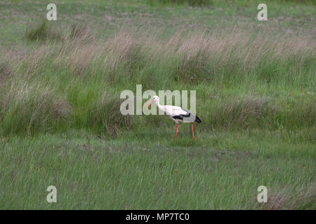 Cigogne Blanche (Ciconia ciconia) Roumanie RO Mai 2018 Banque D'Images