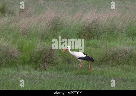 Cigogne Blanche (Ciconia ciconia) Roumanie RO Mai 2018 Banque D'Images