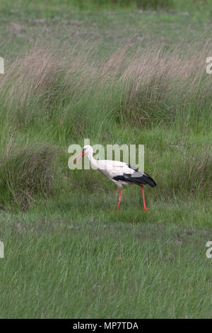 Cigogne Blanche (Ciconia ciconia) Roumanie RO Mai 2018 Banque D'Images