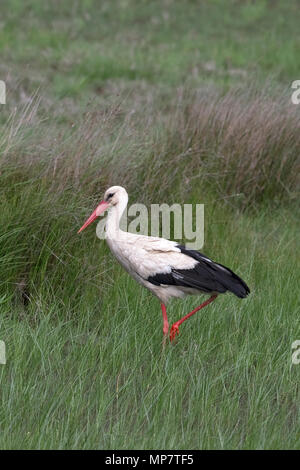 Cigogne Blanche (Ciconia ciconia) Roumanie RO Mai 2018 Banque D'Images